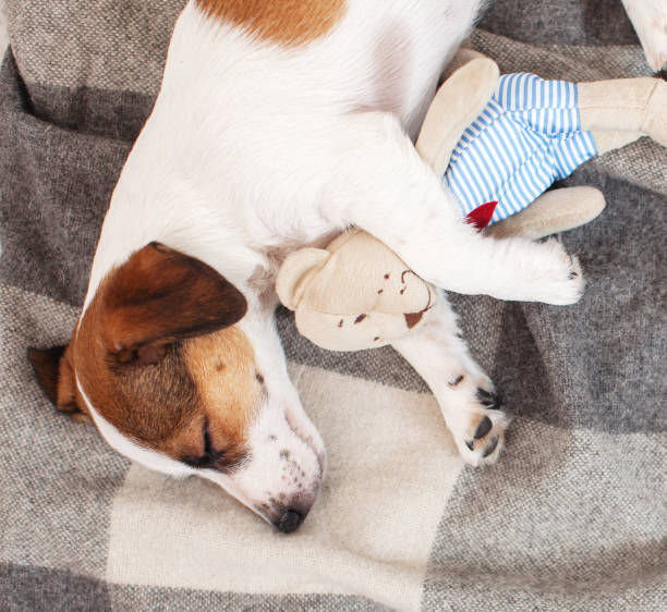 istock Sleeping dog with toy at home 1311251710