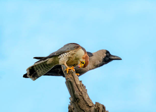 istock The red-necked falcon or red headed merlin 1311252565