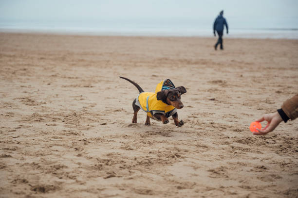 해변에서 즐기는 놀이 - pet toy dachshund dog toy 뉴스 사진 이미지