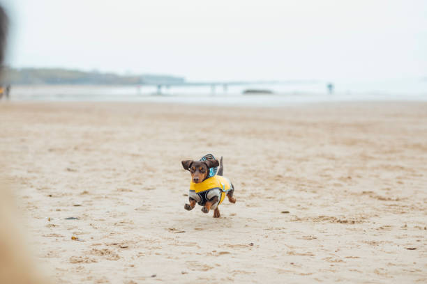 я так взволнована! - pet toy dachshund dog toy стоковые фото и изображения
