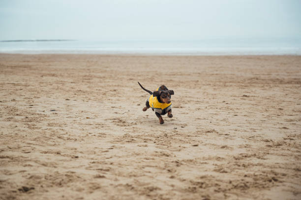 ¡estoy tan emocionada! - pet toy dachshund dog toy fotografías e imágenes de stock