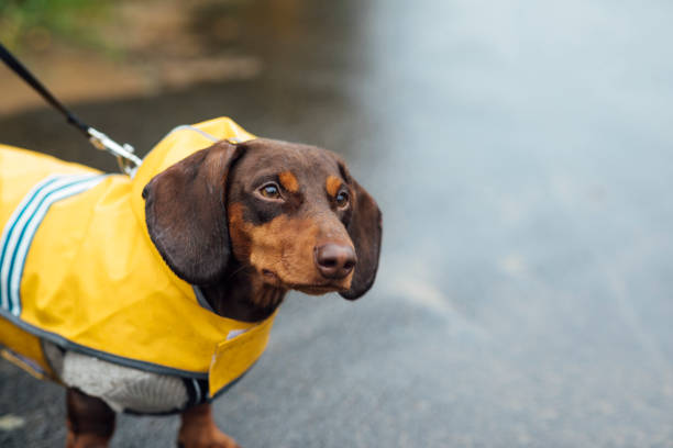 walking in the rain - dog dachshund pets close up imagens e fotografias de stock