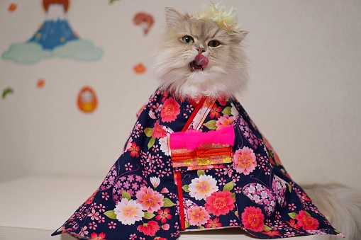 Persian cat wearing kimono. Image of Japanese new year.