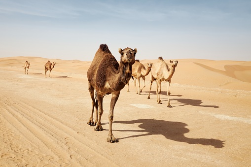 Manada de camellos caminando por la carretera rural contra dunas de arena en el desierto photo