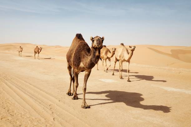manada de camellos caminando por la carretera rural contra dunas de arena en el desierto - camello dromedario fotografías e imágenes de stock