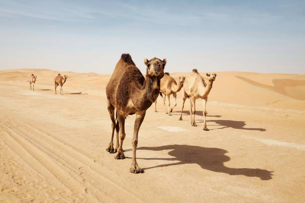 стадо верблюдов, идущих по промечте против песчаных дюн в пустыне - camel animal dromedary camel desert стоковые фото и изображения