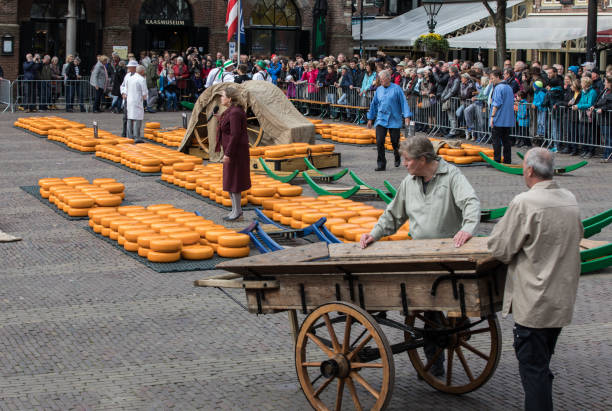 Typical cheese market in the city of Alkmaar in Netherlands Alkmaar, Netherlands - April 21, 2017: Typical cheese market in the city of Alkmaar in Netherlands, one of the only four traditional Dutch cheese markets still in existence and one of the country's most popular tourist attractions. cheese dutch culture cheese making people stock pictures, royalty-free photos & images