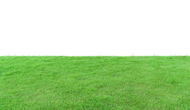 istock Green grass field isolated on white background. 1311256626