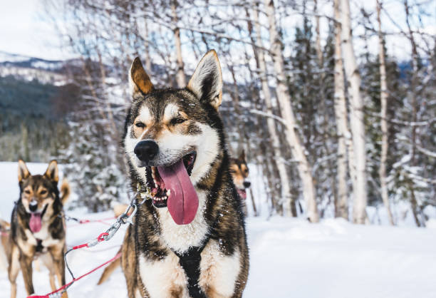 Close up of Happy and eager Alaskan husky sled dog with its tongue out. Ready for action on a cold winters day. Close up of Happy and eager Alaskan husky sled dog with its tongue out. Ready for action on a cold winters day. dogsledding stock pictures, royalty-free photos & images