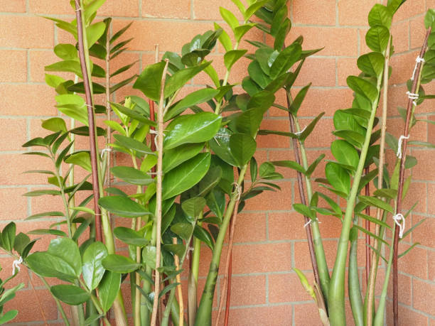 istock green zamia plant 1311260129