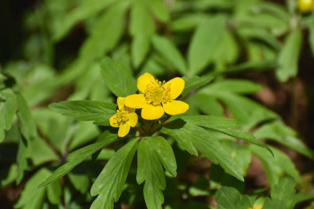 Yellow Common Silverweed flower. The flower of Potentilla, known as the creeping cinquefoil, European cinquefoil or creeping tormentil potentilla fruticosa stock pictures, royalty-free photos & images