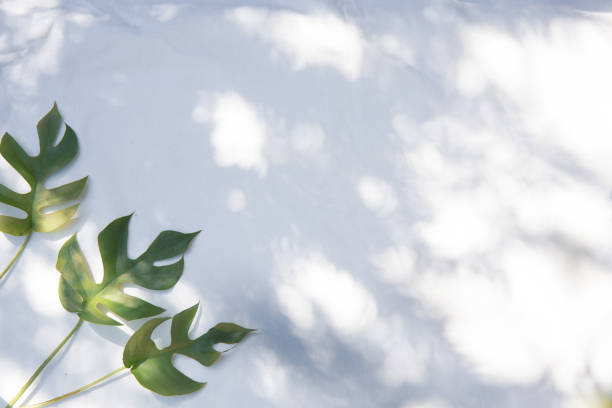 istock Monstera plants on a white fabric background 1311261248