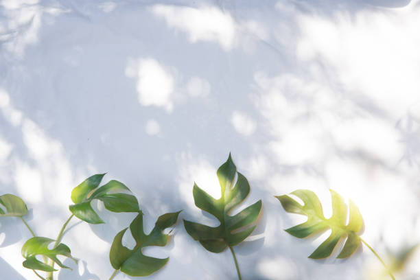 istock Monstera plants on a white fabric background 1311261282