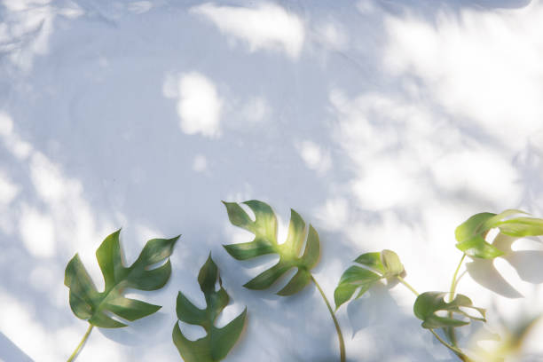 istock Monstera plants on a white fabric background 1311261292