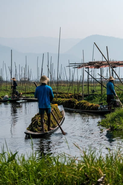 plantas flotantes, campos flotantes de tomate, 3 barcos - inle lake agriculture traditional culture farmer fotografías e imágenes de stock