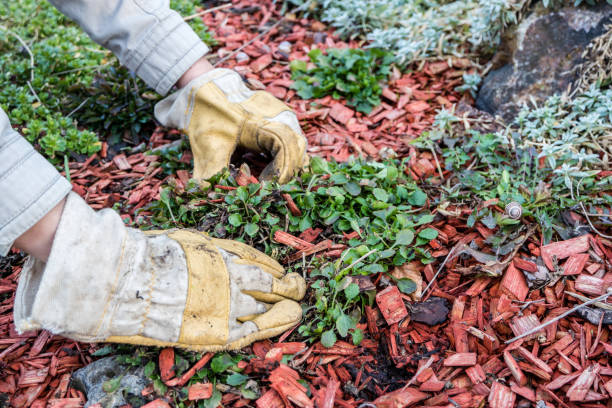 istock Planting time in the rock garden 1311262944