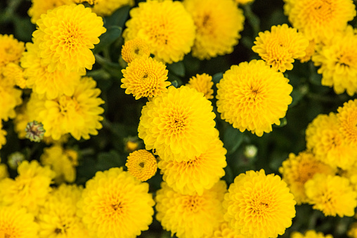 Tagetes Erecta Flower with green blur background. Creative yellow flower for background