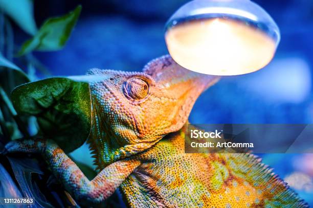 Green Chameleon On Blue Background Stock Photo - Download Image Now - Terrarium, Reptile, Light Bulb