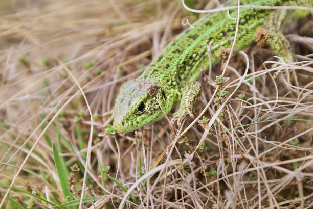 istock Big green lizard hides in dry grass, early spring 1311267871
