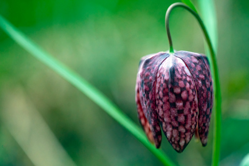 Tulip Snake's Head Fritillary (Fritillaria meleagris) plant which grows only in swamp country, blooms at the end of April, Barje near Ljubljana, Slovenia. The background is blurred.