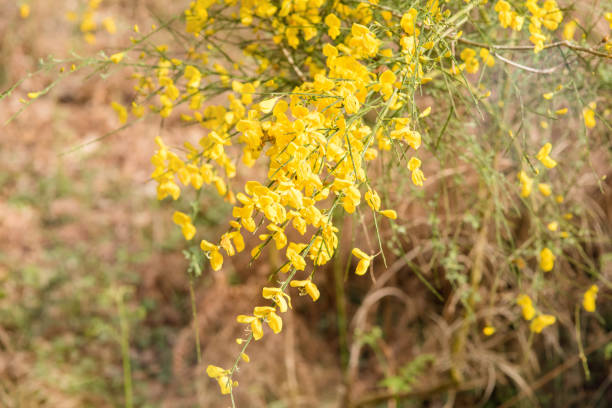 istock blooming wild broom in the forest 1311268420