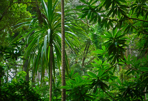 Sunlight on tree fern peeking from among the trunks of palm trees in garden