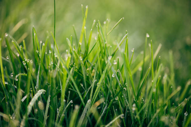 istock Water drops on the green grass 1311268980