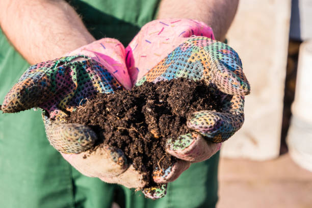 istock Planting in spring with garden gloves 1311269205