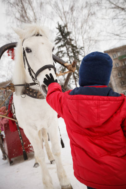 cute kid boy in a red jacket stroking a white horse harnessed to a sled. the child thanks the horse after riding in a sleigh. holiday horseback riding in winter - teaching child horseback riding horse imagens e fotografias de stock