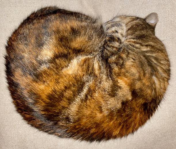 istock Cat Curled Up Tight in Winter 1311270735
