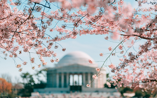 Close up photo of Pink Cherry Blossoms in Washington DC with Jefferson Memorial on the background