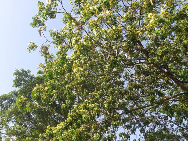 istock Albizia lebbeck flowers in tree. 1311271785