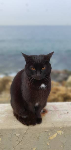 istock Black cat's mysterious gaze 1311272047