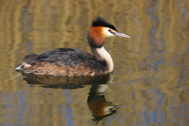 Great Crested Grebe (Podiceps cristatus) Close up of a Great Crested Grebe (Podiceps cristatus) swimming on water in the spring at Cardiff Bay nature reserve. great crested grebe stock pictures, royalty-free photos & images