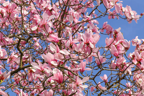 arbre rose de magnolia dans la fleur - sunlight flower magnolia flower head photos et images de collection