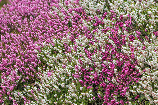 A mass of pink heather flowers in the spring sunshine