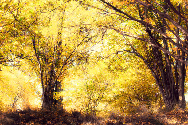 istock yellow autumn leaves in the forest 1311272370