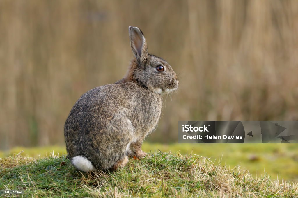 Wild Rabbit Stock Photo - Download Image Now - Rabbit - Animal, Animals In  The Wild, Uncultivated - iStock