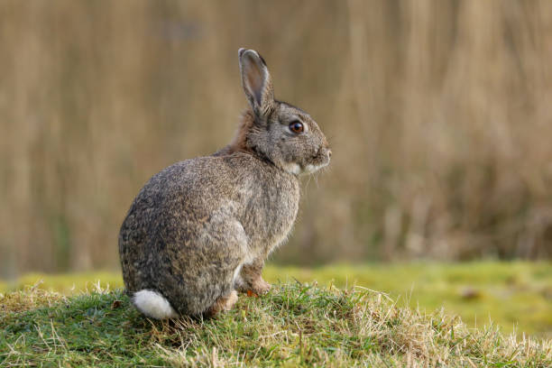 Wild Rabbit (Oryctolagus cuniculus) A Wild Rabbit (Oryctolagus cuniculus) sitting in a field in the spring rabbit animal photos stock pictures, royalty-free photos & images