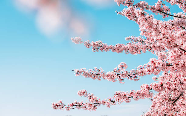 Spring background with blooming cherry branches.
