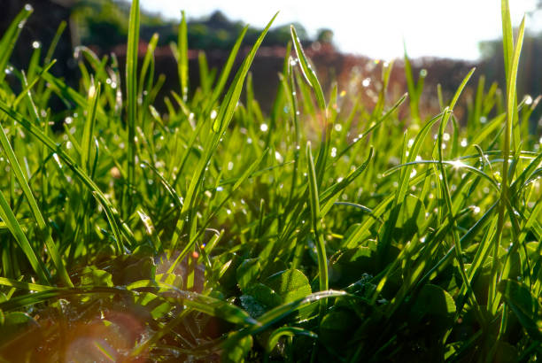 istock A ray of sun in the grass in close-up. 1311273398