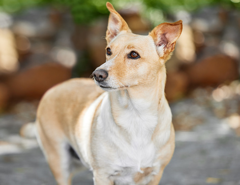 red-haired, African non-fading dog basenji on a white background chinese new year 2018