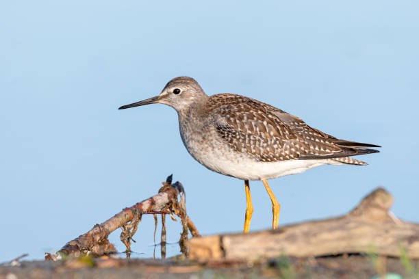 istock Lesser yellowlegs by water on a clear day 1311274323