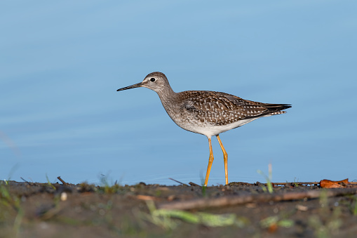 Lesser yellowlegs (Tringa flavipes) shorebird at Andrew Haydon Park on the Ottawa River in Canada - the background is calm blue water