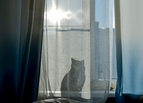 The cat is sitting on the windowsill and through the curtain you can see his shadow, a silhouette. Bright sunny day outside the window.