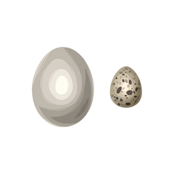 illustrazioni stock, clip art, cartoni animati e icone di tendenza di uovo di pollo e quaglia in stile cartone animato, illustrazione vettoriale - white background brown animal egg ellipse