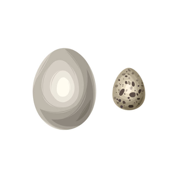 만화 스타일의 닭고기와 메추라기 달걀, 벡터 일러스트레이션 - white background brown animal egg ellipse stock illustrations