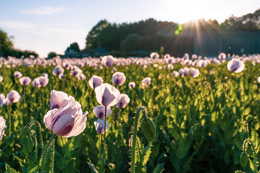 Pink Opium Poppy field in a rural landscape, Germany
