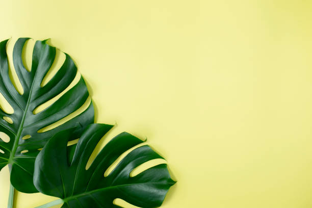 istock Flat lay with two Monstera palm green leaves on light green background 1311278952