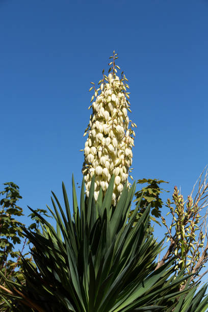ユッカ・グロリオサ、またはスペインの短剣、鐘の形をした花のパニックを表示 - mojave yucca ストックフォトと画像